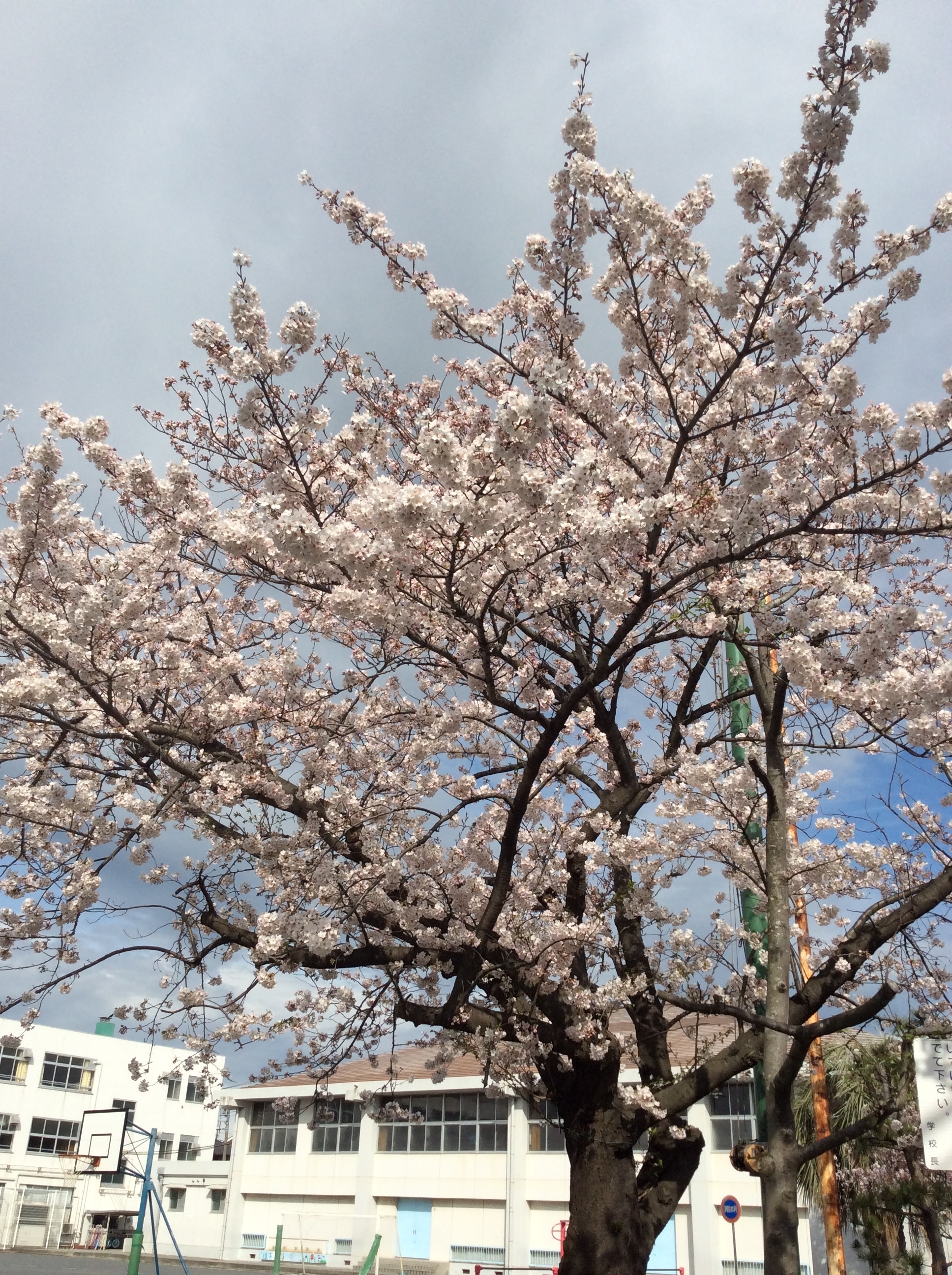 金沢小学校の桜