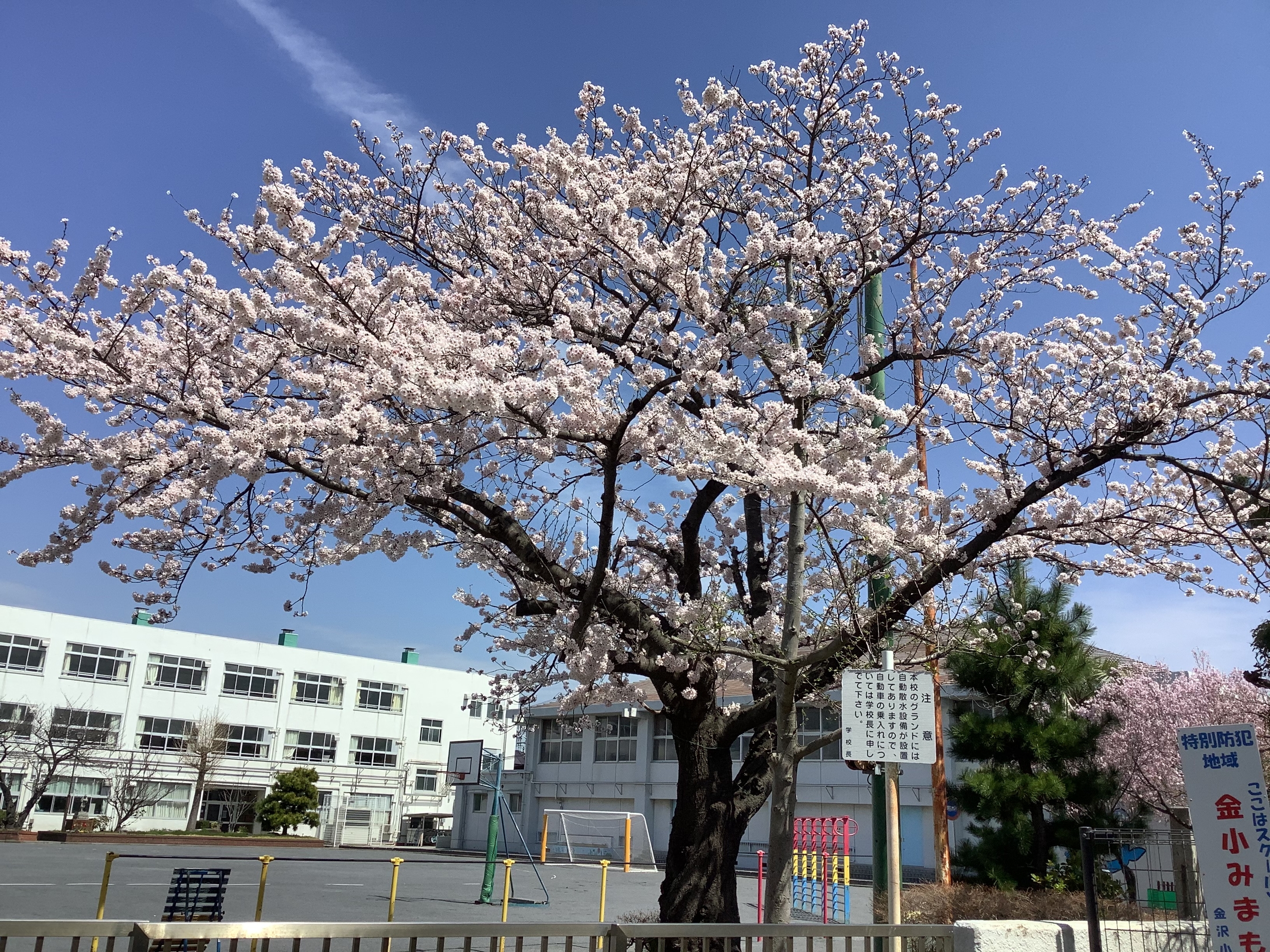 金沢小学校桜